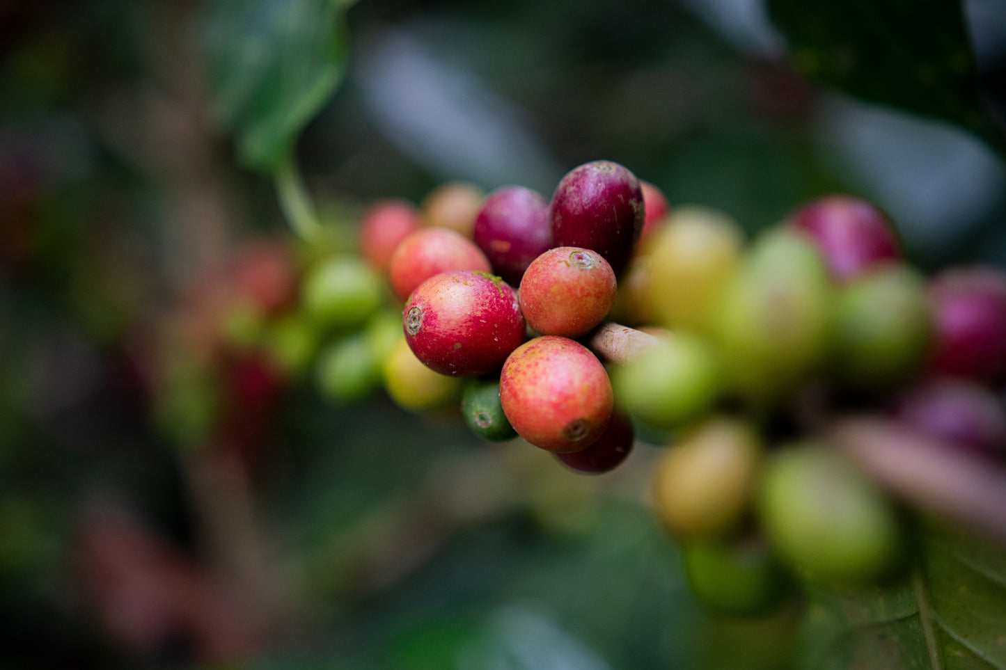Bolivian Fuego - Coffee Roast Lab