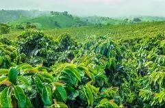 Colombian Solano - Coffee Roast Lab