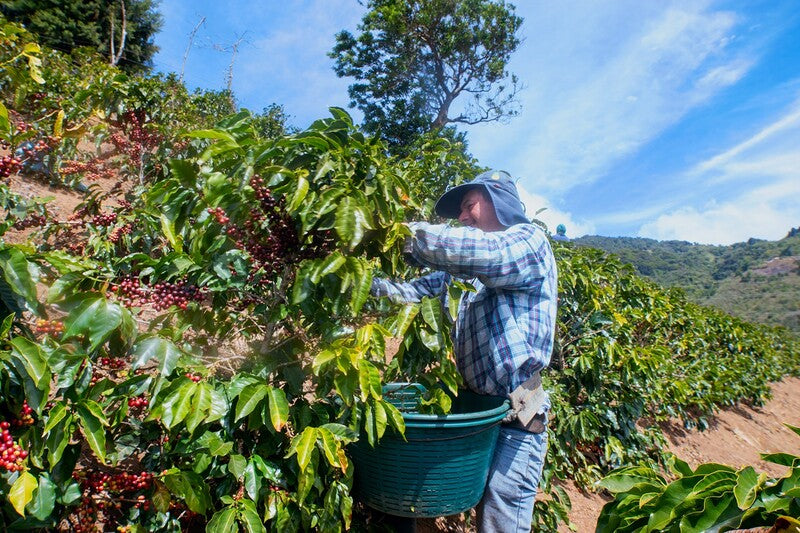 Costa Rica Brisa - Coffee Roast Lab
