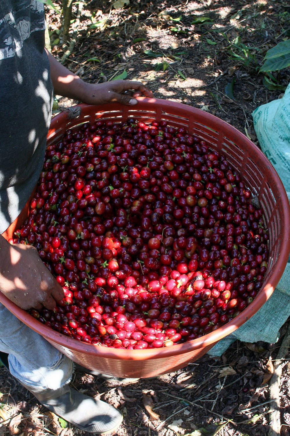 Costa Rica Brisa - Coffee Roast Lab