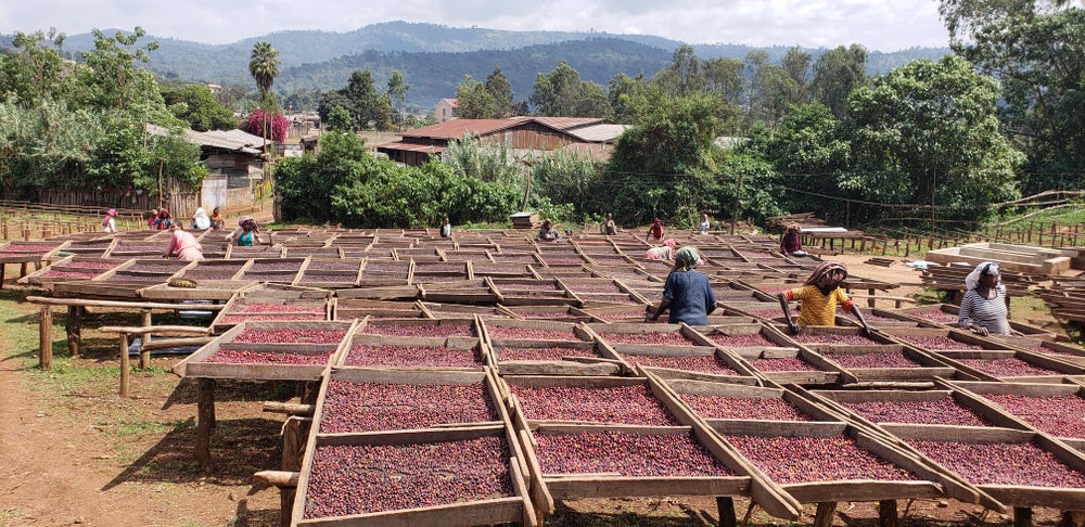 Ethiopian Djimmah Nyala - Coffee Roast Lab