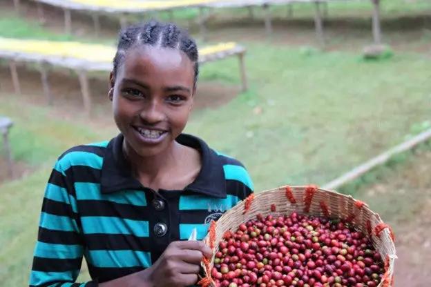 Ethiopian Yirgacheffe - Coffee Roast Lab