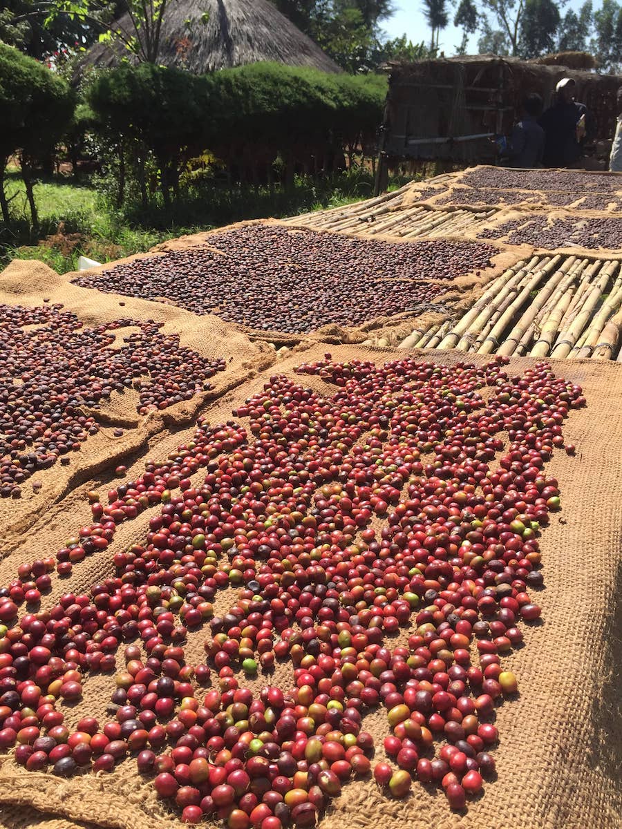 Ethiopian Yirgacheffe - Coffee Roast Lab