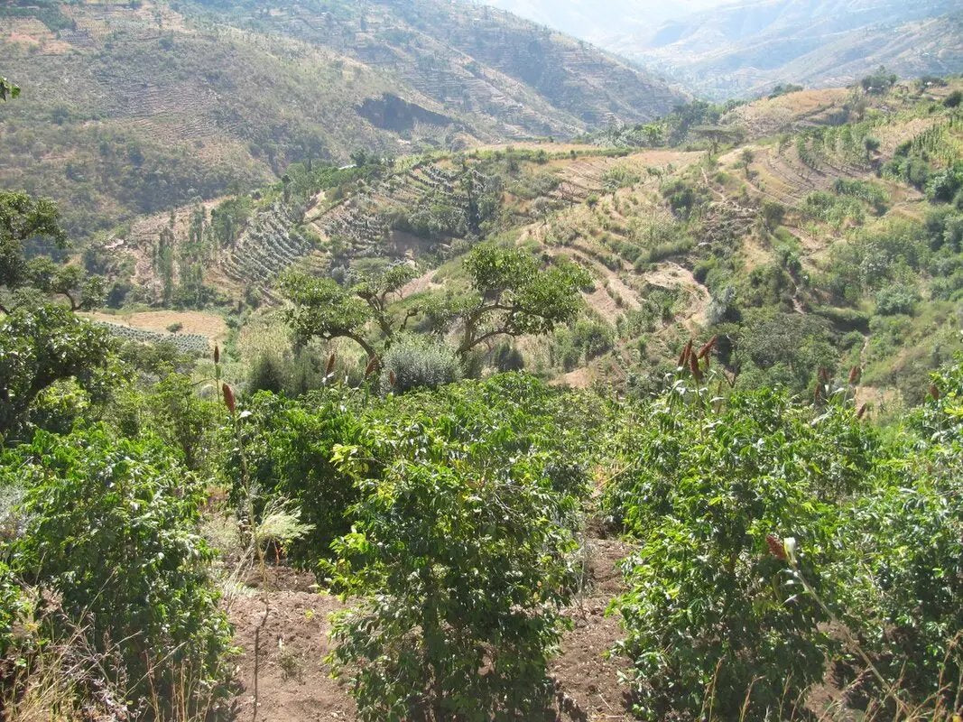 Ethiopian Yirgacheffe - Coffee Roast Lab