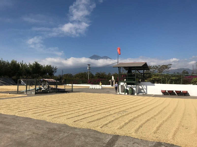 Guatemalan Ember - Coffee Roast Lab