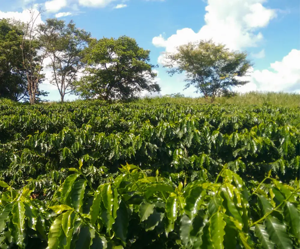 Haitian Soleil - Coffee Roast Lab