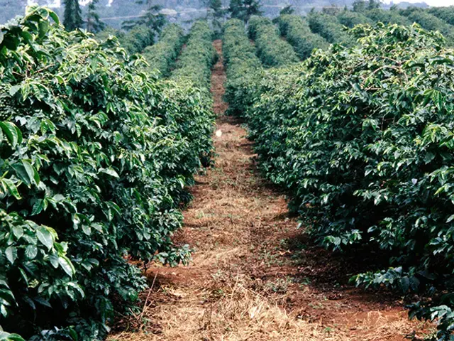 Indian Robusta - Coffee Roast Lab