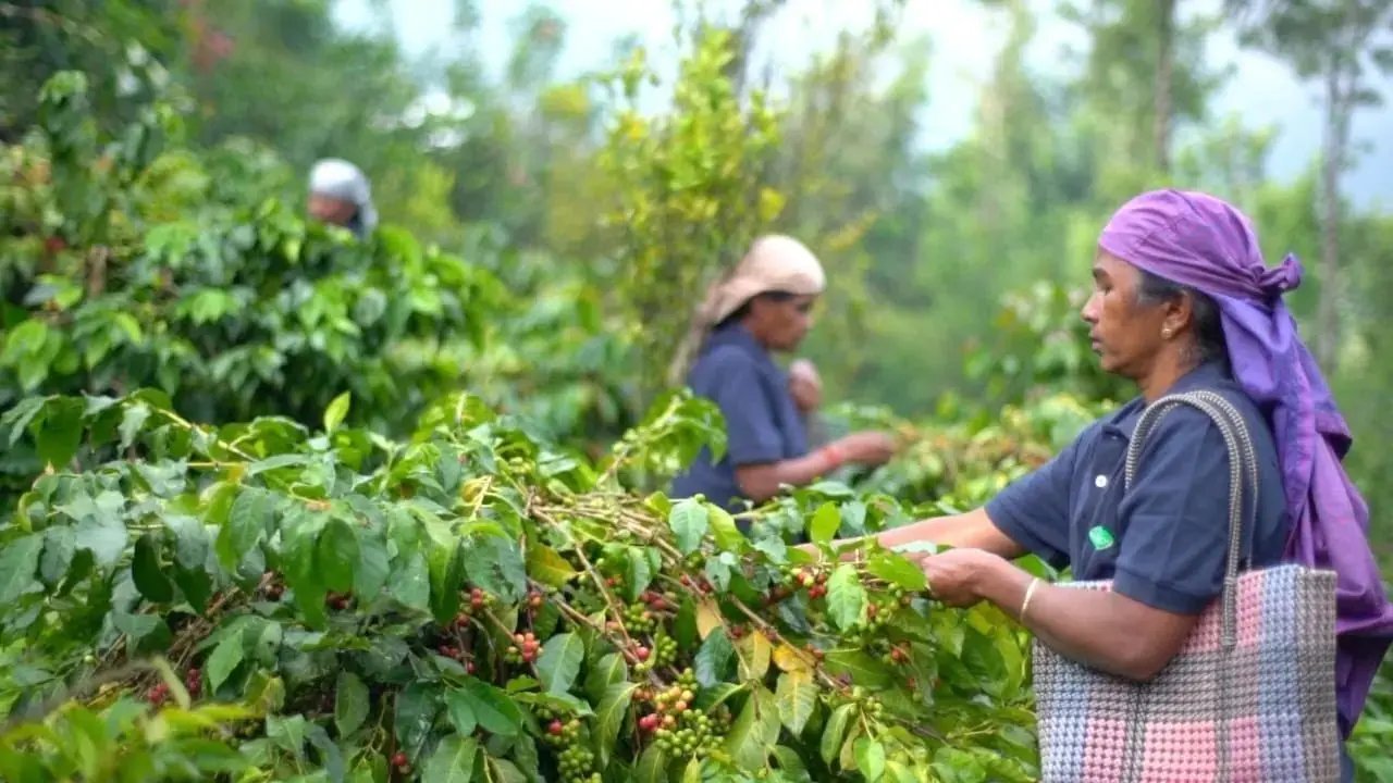 Indian Robusta - Coffee Roast Lab