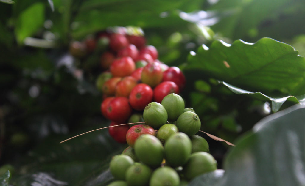 India - Malabar Mist - Coffee Roast Lab