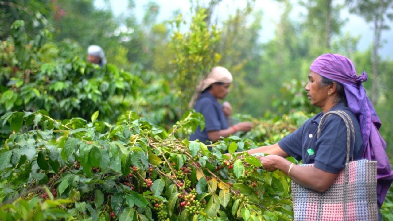 India - Malabar Mist - Coffee Roast Lab