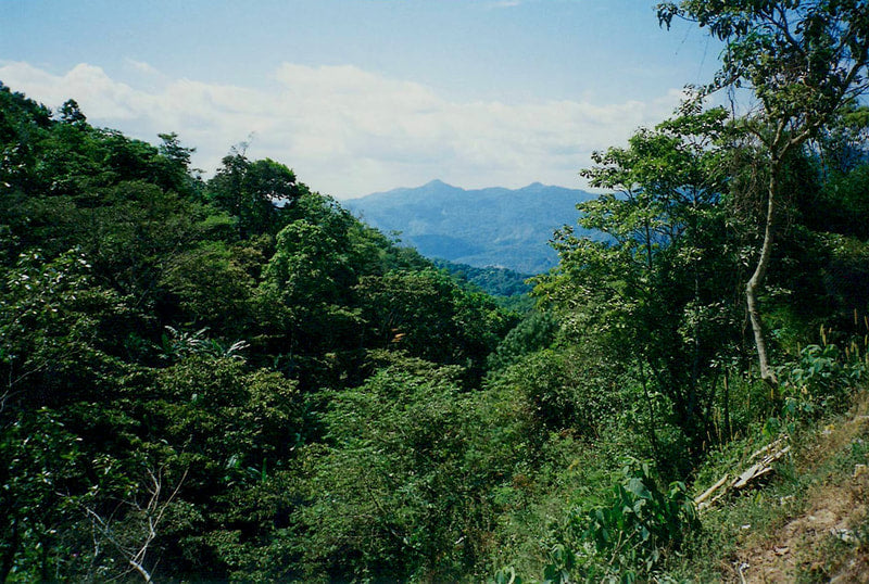 Mexico - Sierra Noir - Coffee Roast Lab