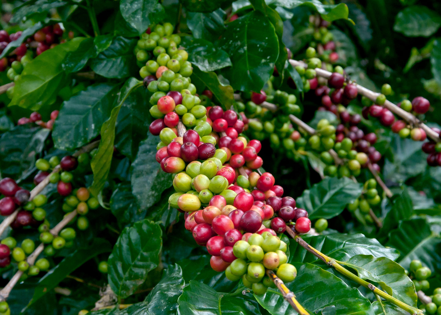 Nicaraguan Oscuro - Coffee Roast Lab