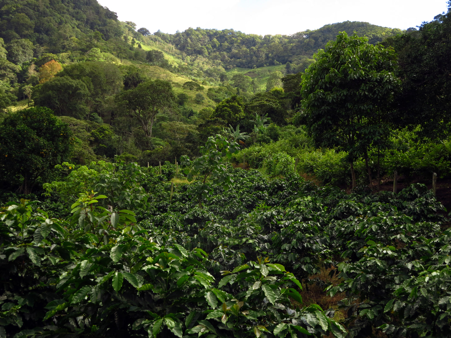 Nicaraguan Oscuro - Coffee Roast Lab