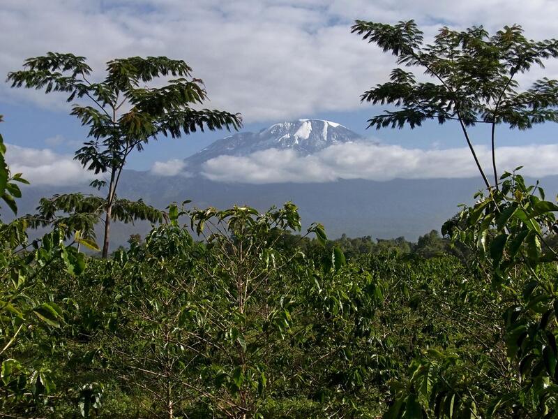 Tanzanian Peaberry - Kilimanjaro Pearl - Coffee Roast Lab