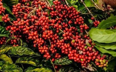 House Blend - Coffee Roast Lab