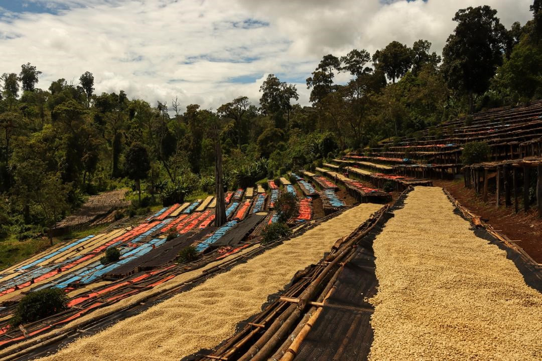 Uganda Robusta - Coffee Roast Lab