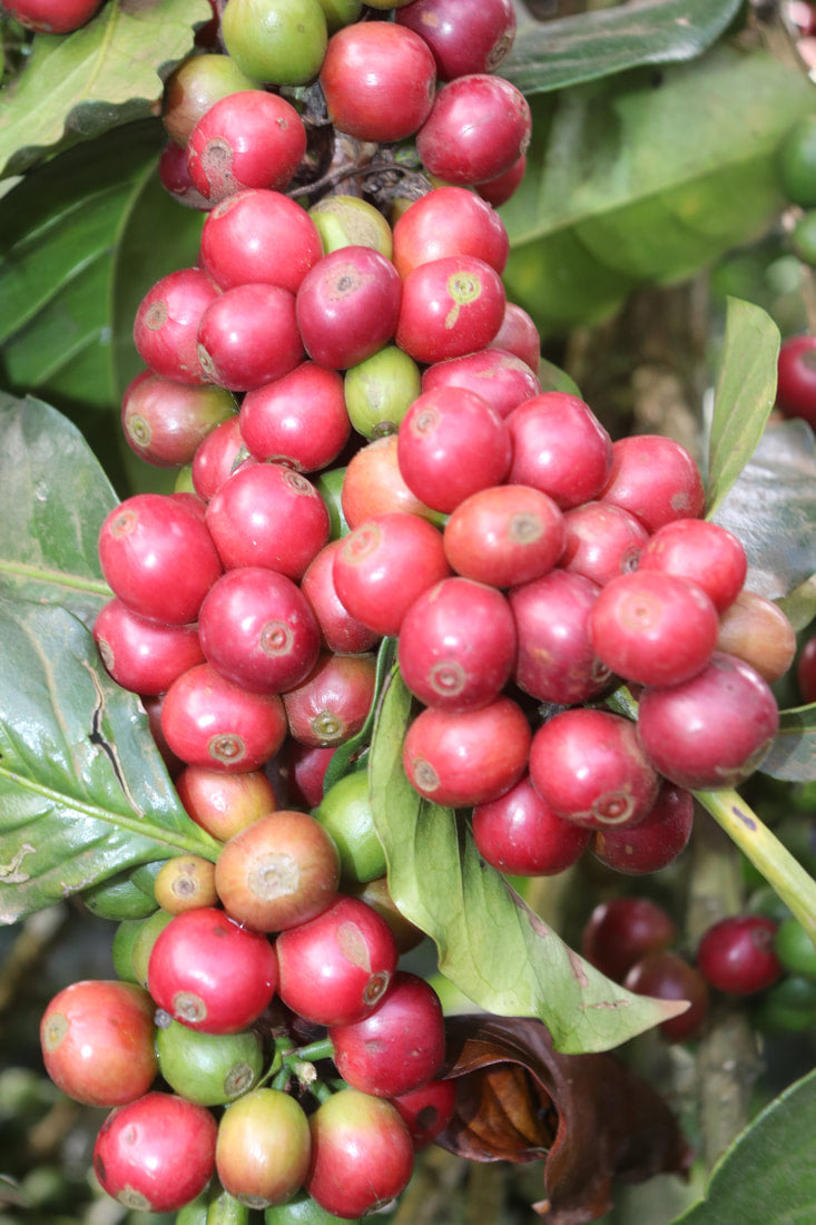 Uganda Robusta - Coffee Roast Lab
