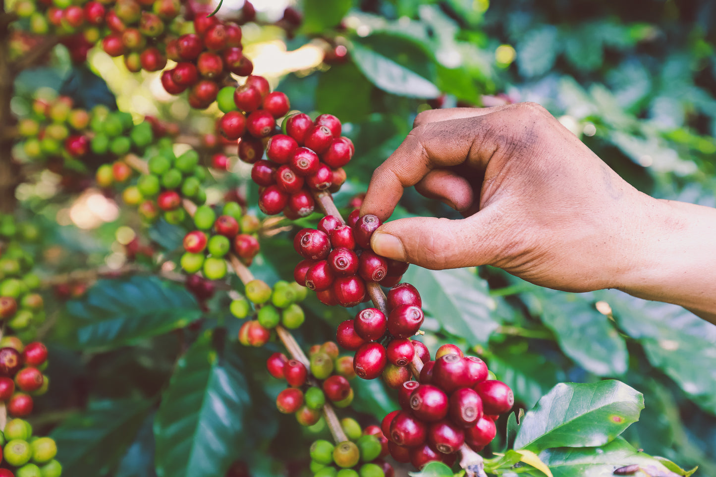 Vietnam Robusta - Coffee Roast Lab