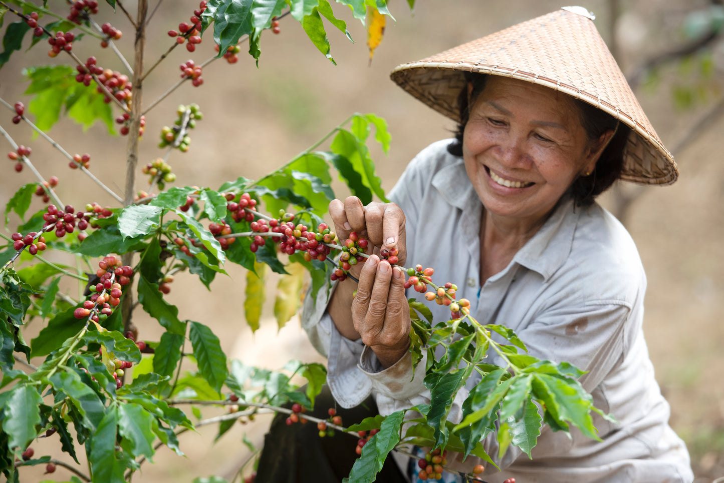 Vietnam Robusta - Coffee Roast Lab