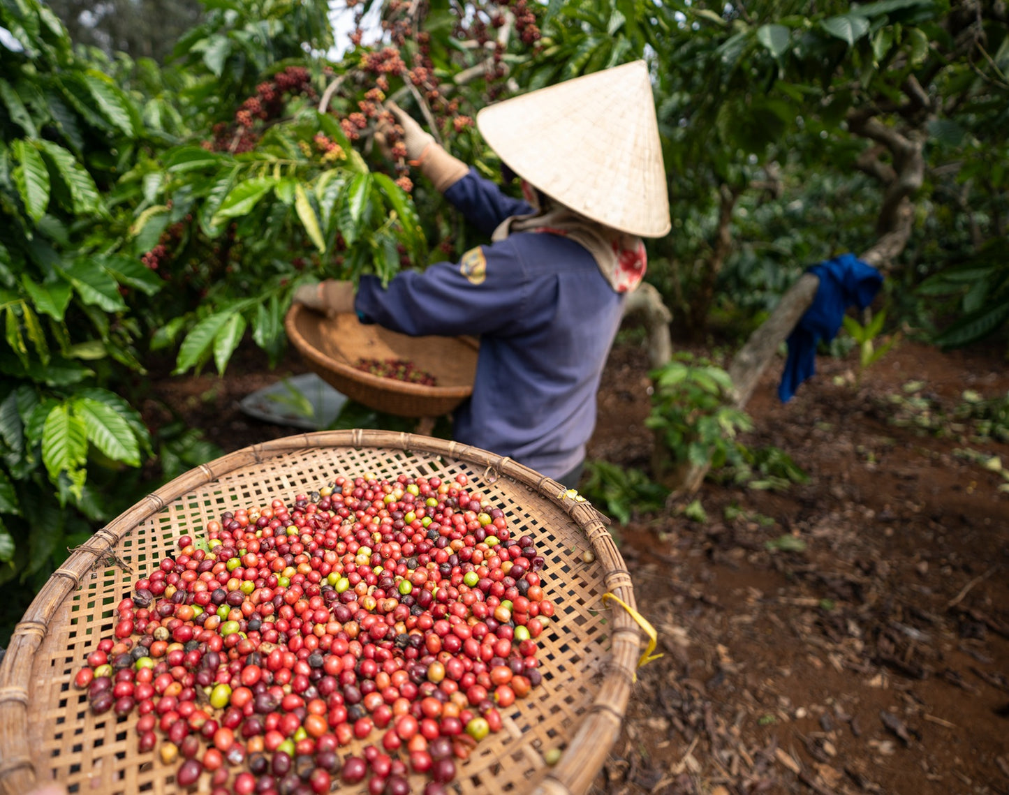 Vietnam Robusta - Coffee Roast Lab