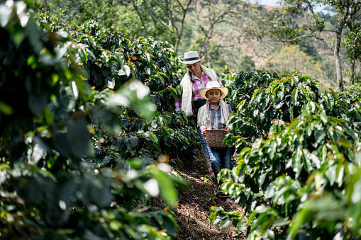 Colombian Dulzura Decaf - Coffee Roast Lab
