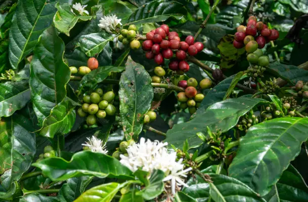 Jamaican Blue Mountain - Coffee Roast Lab