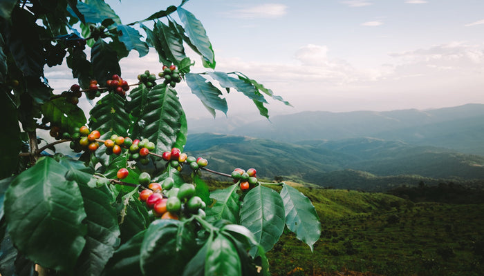 Arabica coffee plant growing at high altitude with ripe coffee cherries