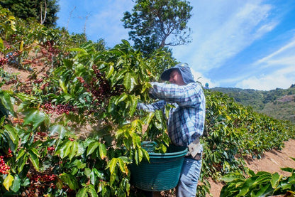 Costa Rica Brisa - Coffee Roast Lab