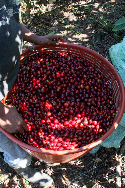 Costa Rica Brisa - Coffee Roast Lab