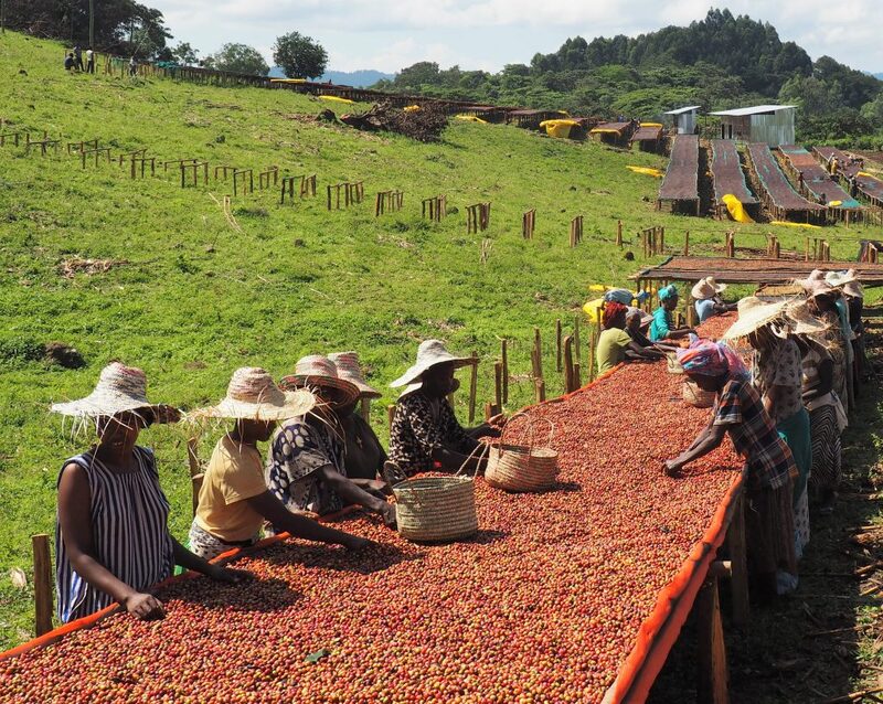 Ethiopian Djimmah Nyala - Coffee Roast Lab