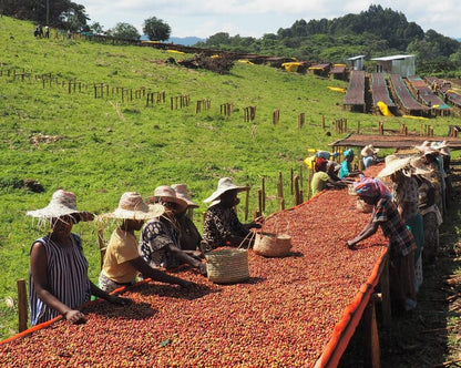 Ethiopian Djimmah Nyala - Coffee Roast Lab