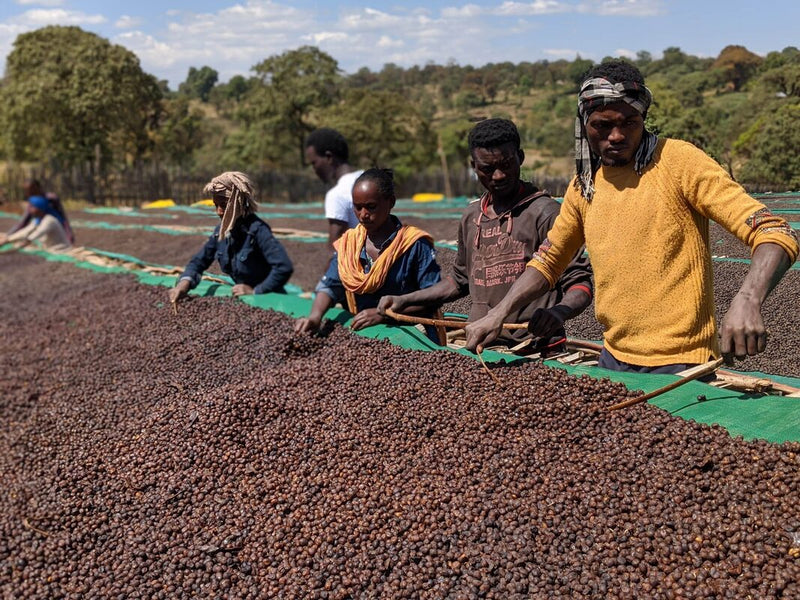 Ethiopia (Sidamo)