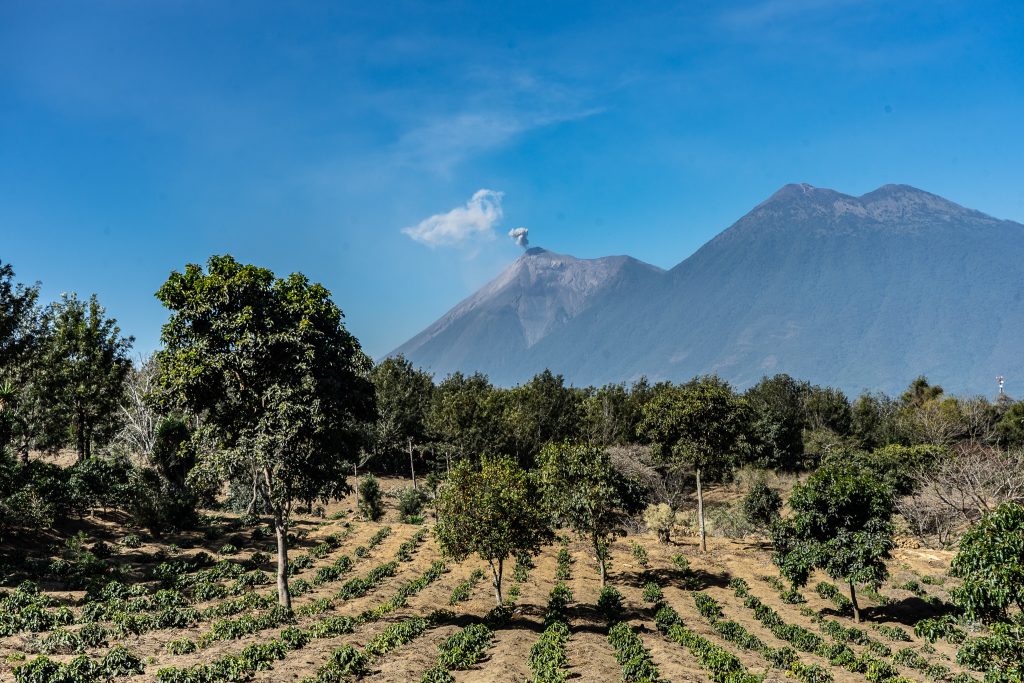 Guatemalan Ember - Coffee Roast Lab