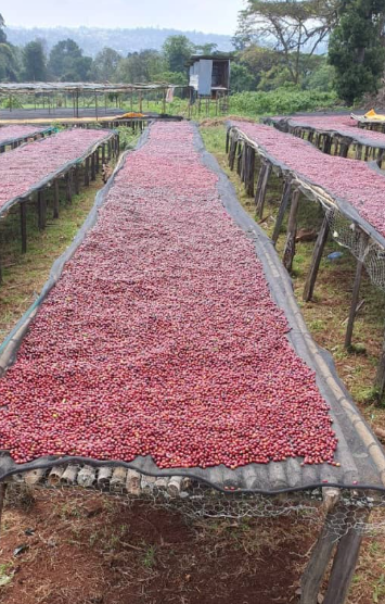 Ethiopian Guji Bunna - Coffee Roast Lab