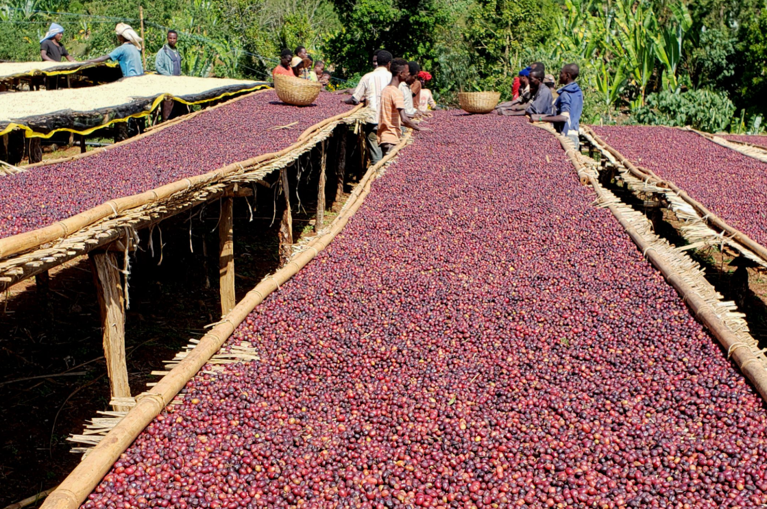 Ethiopian Guji Bunna - Coffee Roast Lab