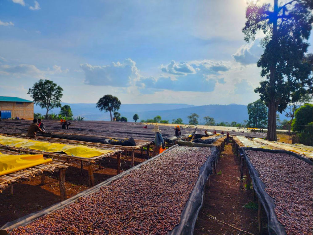 Ethiopian Guji Bunna - Coffee Roast Lab