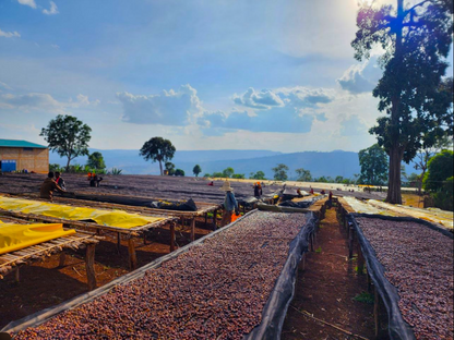Ethiopian Guji Bunna - Coffee Roast Lab