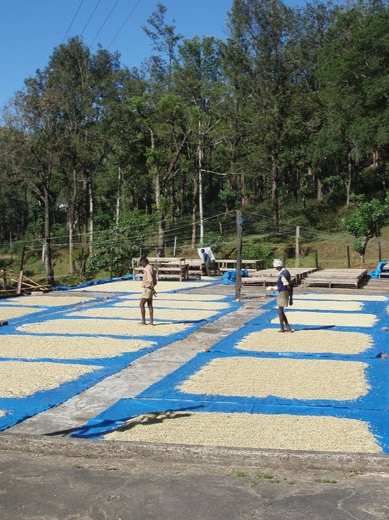 India (Robusta)