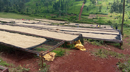 Kenyan Kahawa - Coffee Roast Lab