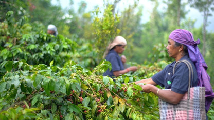 India - Malabar Mist - Coffee Roast Lab