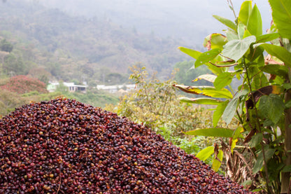 Carnival Blend - Coffee Roast Lab