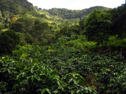Nicaraguan Oscuro - Coffee Roast Lab