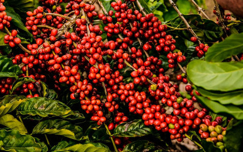 House Blend - Coffee Roast Lab
