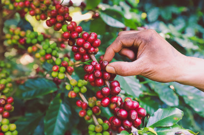Vietnam Robusta - Coffee Roast Lab