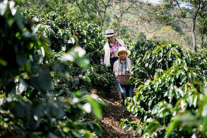 Colombian Dulzura Decaf - Coffee Roast Lab