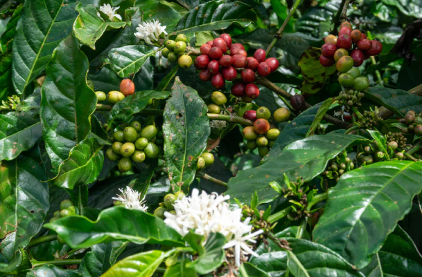 Jamaican Blue Mountain