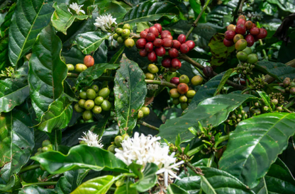 Jamaican Blue Mountain