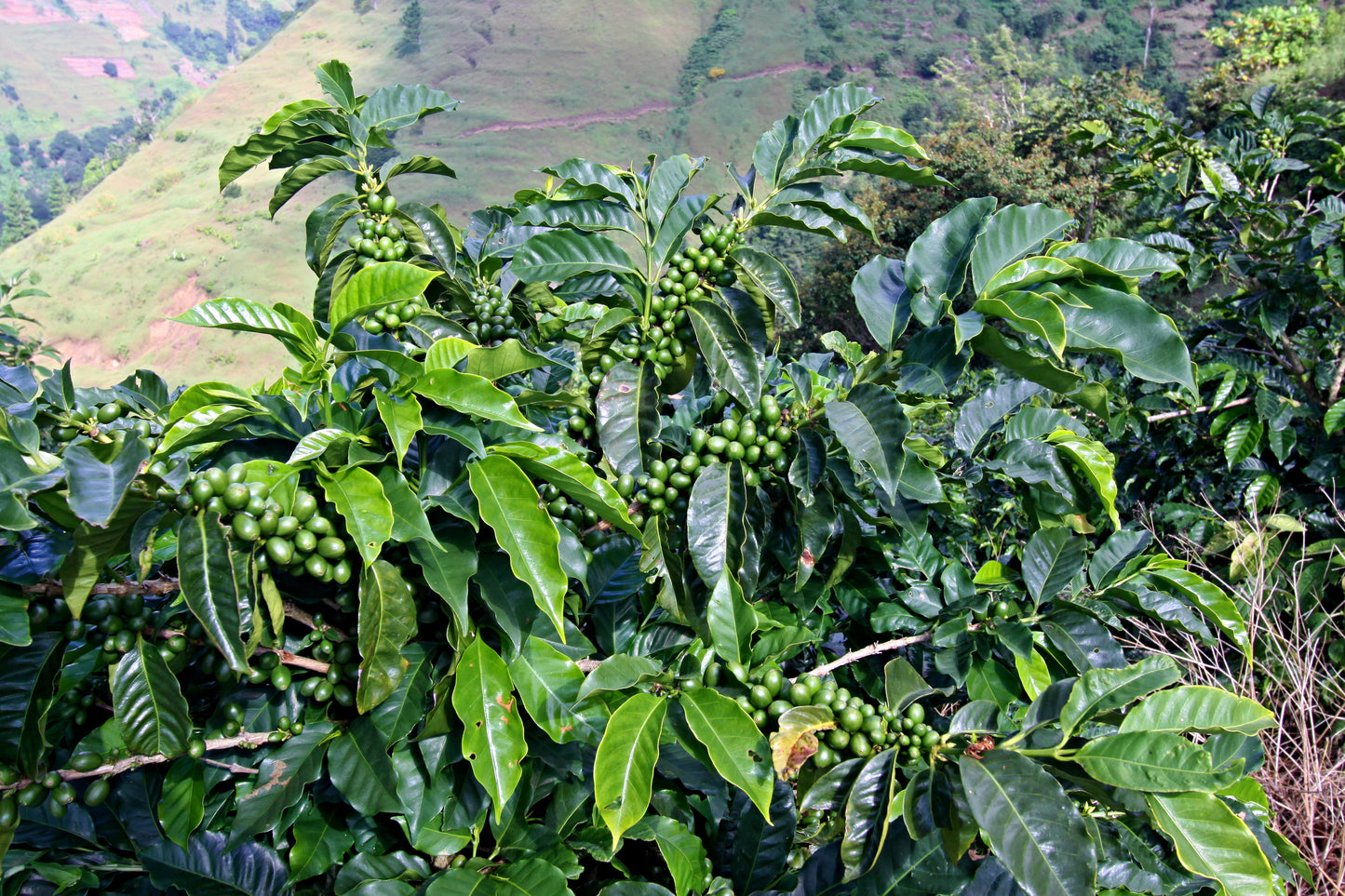 Jamaican Blue Mountain